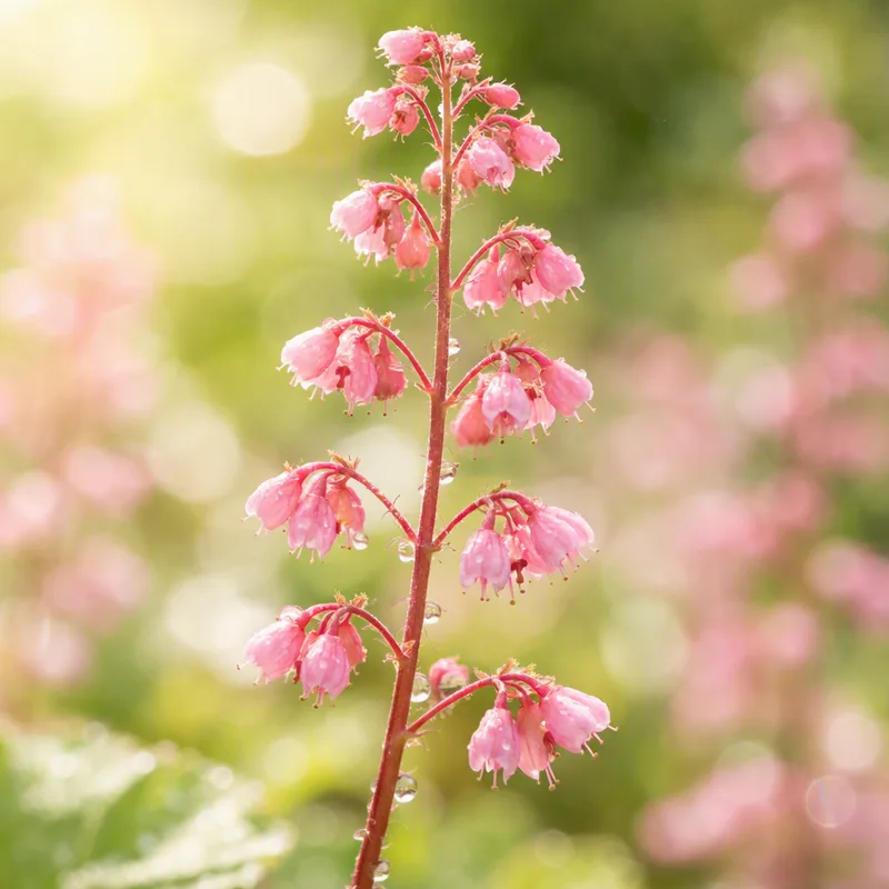 Heuchera rosa, primer plano de hojas rosa parduzco