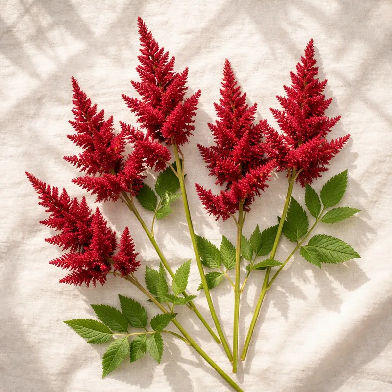 Astilbe roja - imagen 4