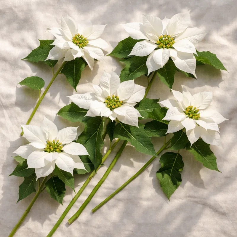 Flor de Pascua blanca - imagen 4
