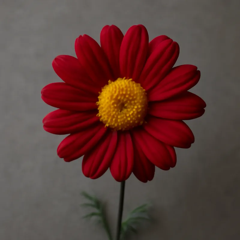 Margarita de Canarias roja