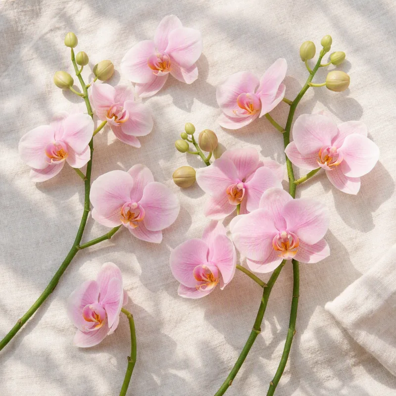Orquídea (orquídea novia) - rosa - imagen 4