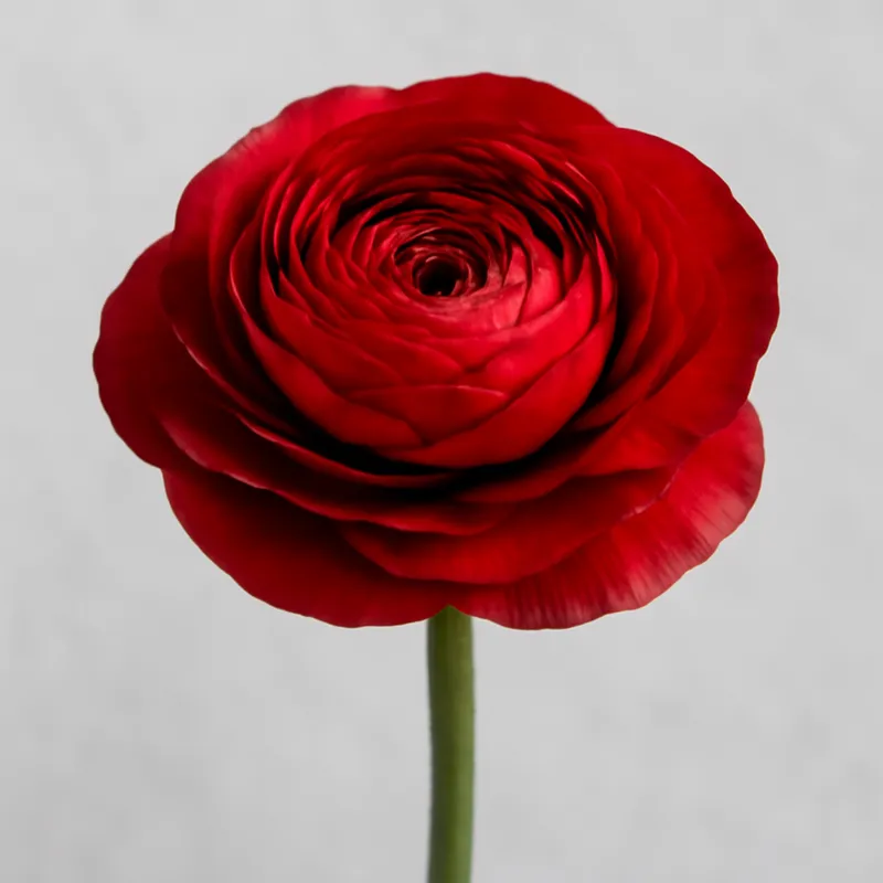 Ranúnculo rojo