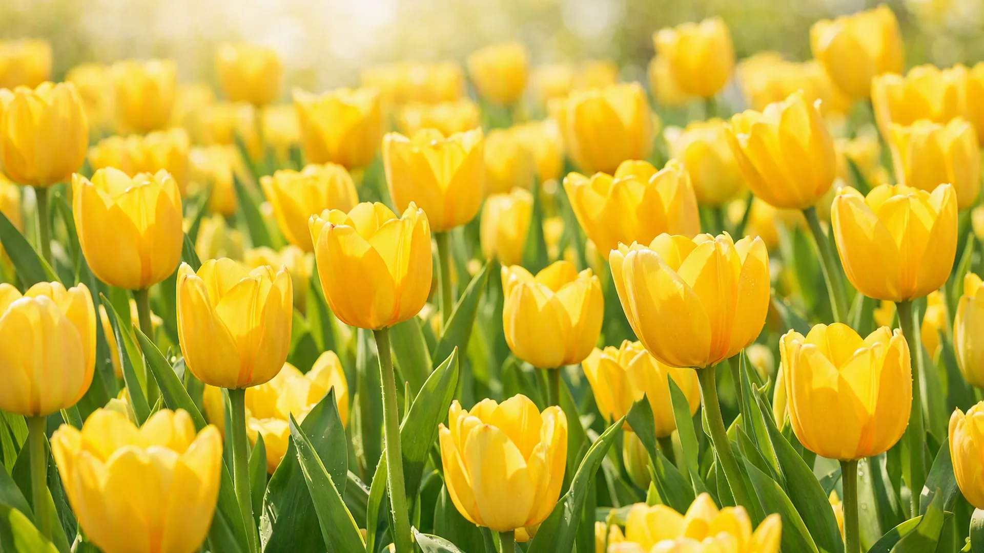 Tulipanes, la flor clásica de la primavera