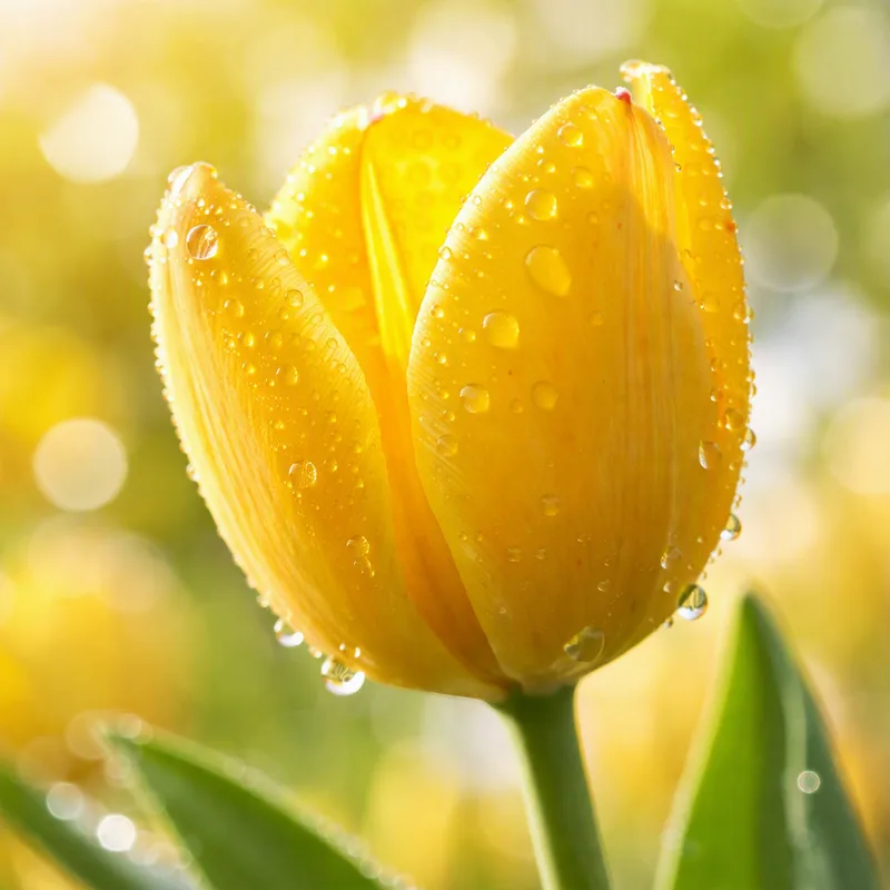 Tulipanes